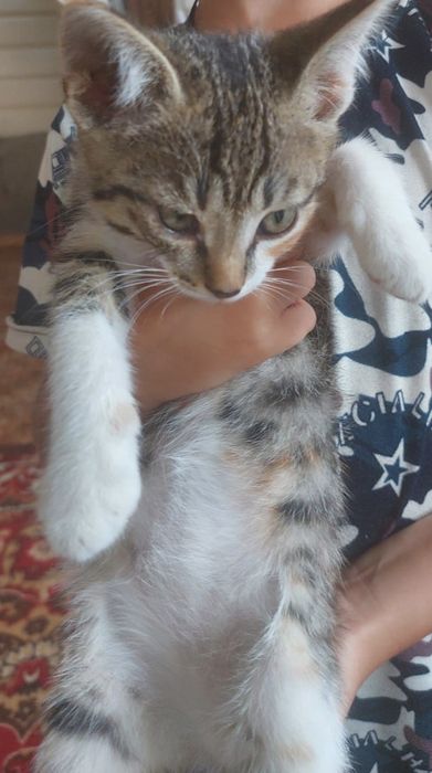 Отдам котенка (девочка )