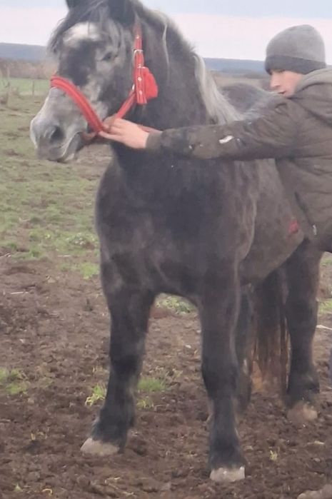 Vand manza de trei ani sange rece polonez cu pedigre