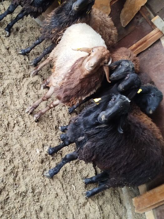 Қой,тоқты сатылады