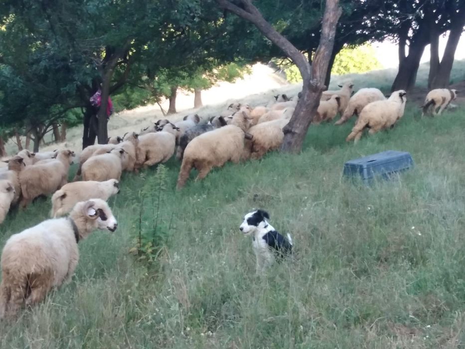 Oi disponibile și miei