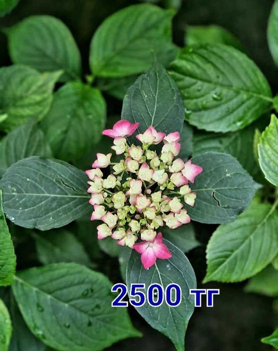 Гортензии разные сорта