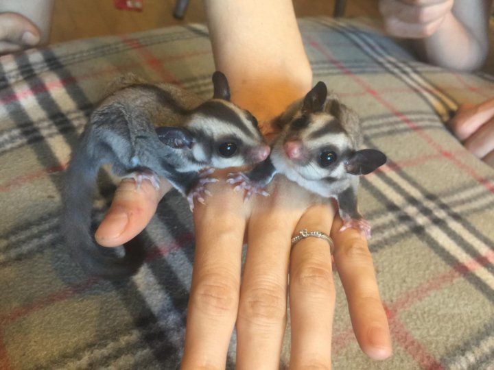 Сахарные поссумы