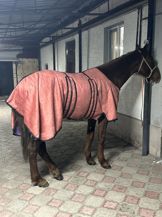 Донен айгыр жеребец лошадь