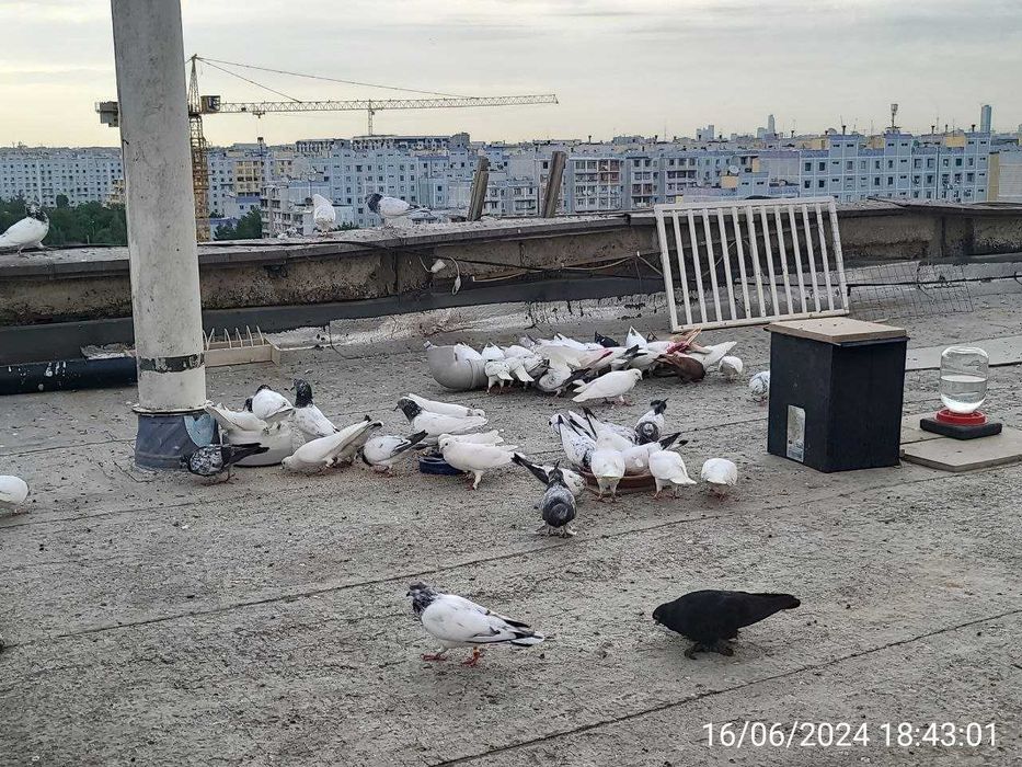 Продам Молодых ИНДОПАКИСТАНСКИХ Высоко-Лётно игровых голубей