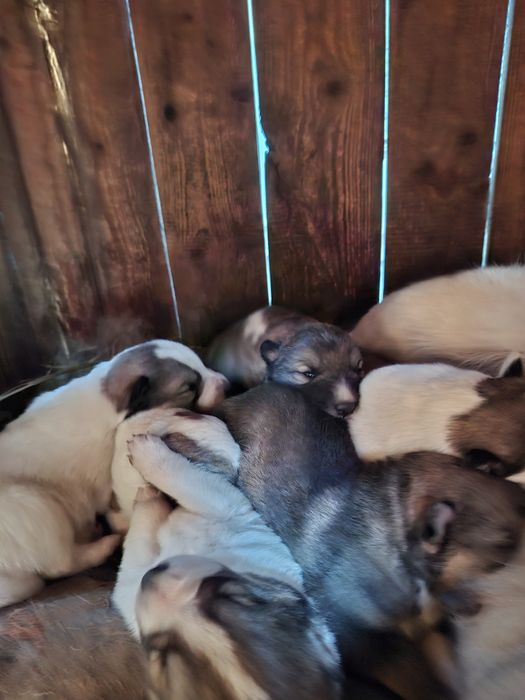 Щенки породы Лайка