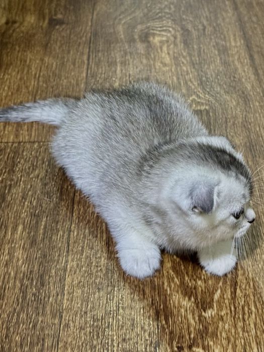 Продается котенок серебристая шиншилла скотиш фолд scottish fold