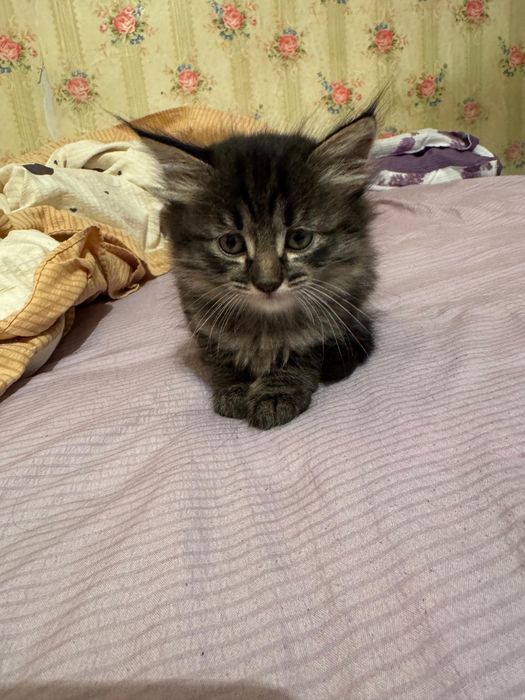 Котята в добрые руки!