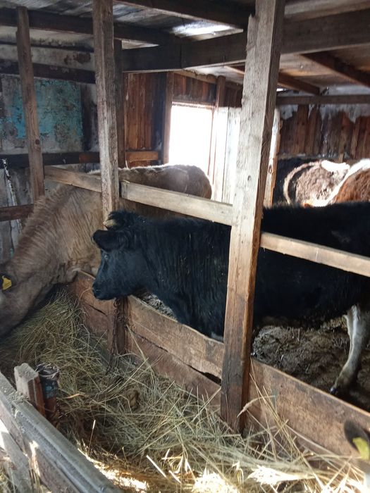 Продам тёлок годовалые