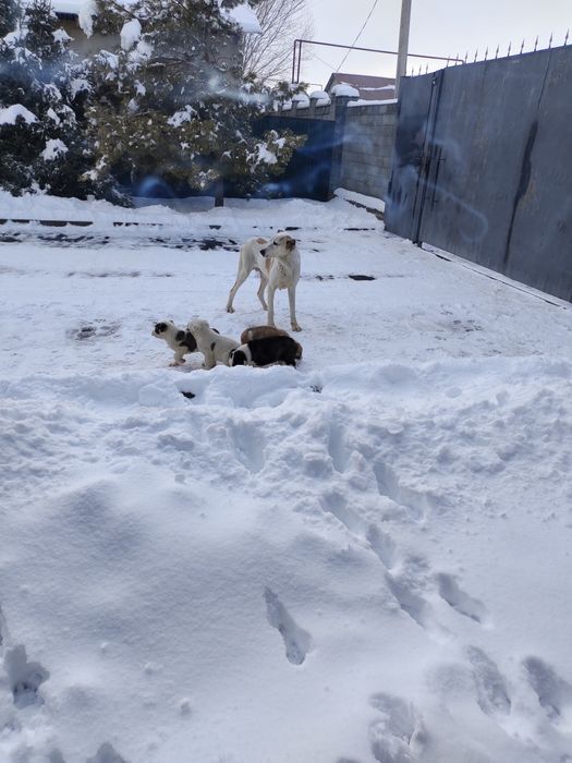 Продам суку алабая