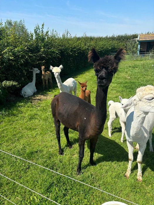 Vând Alpaca huacaya