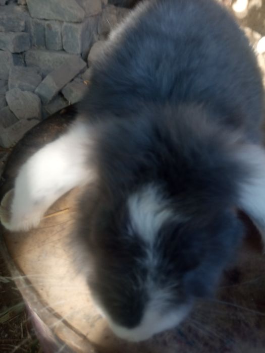 F.baran tozasi sirochni sotiladi narxi.250ming soʻm