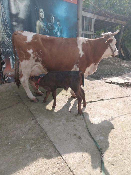Vand vaca baltata romaneasca cu vitel