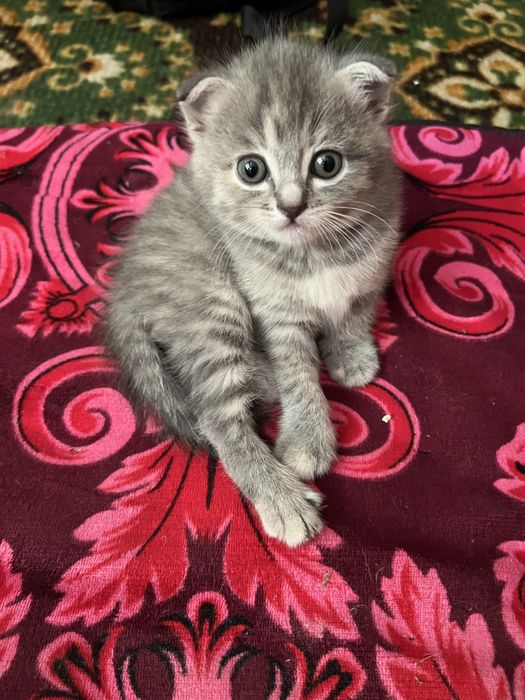 Продаеться котенек