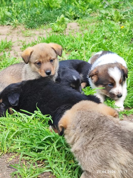 Корги тұқымдас күшік