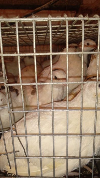 Продам перепелов несушек