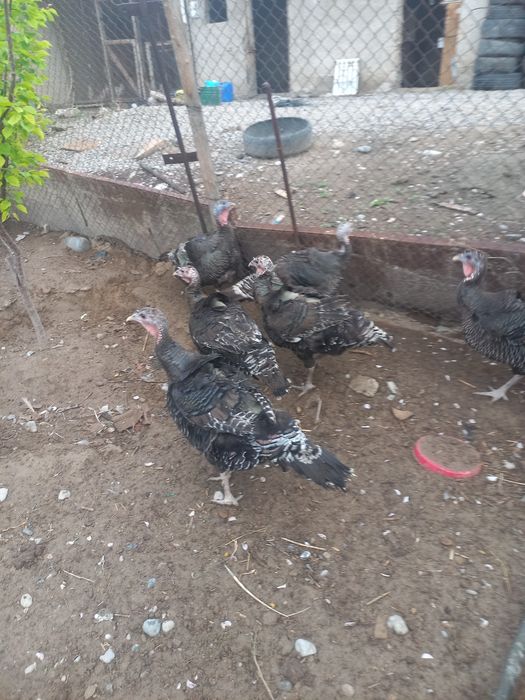 Индюк россия бронза 708