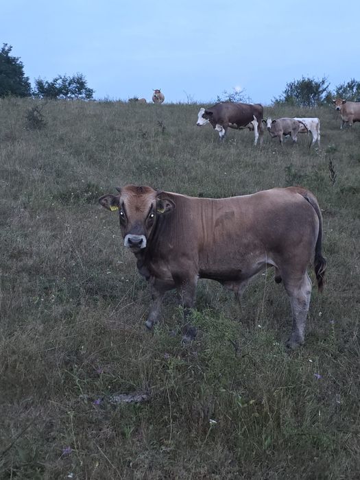 Vând tăurași aubrac
