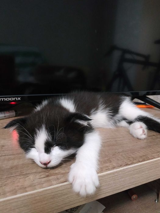 отдам котёнка в любящие руки