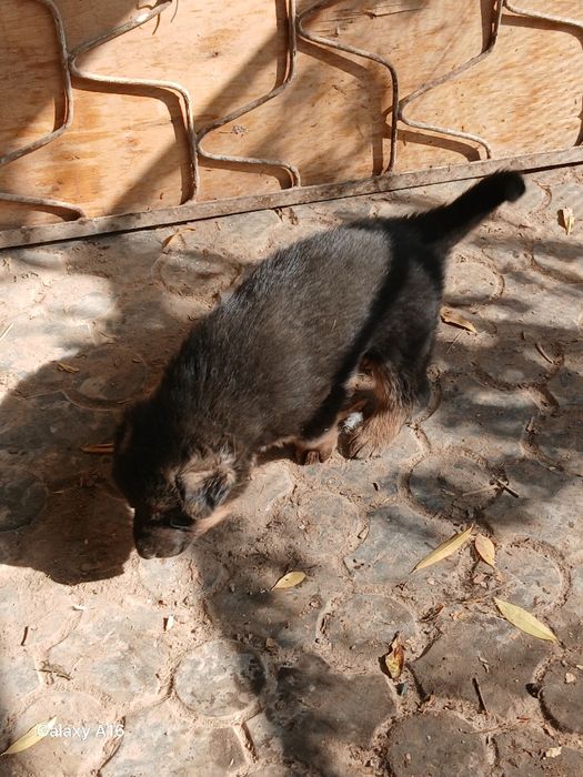 Продаётся немецкая овчарка чистокровный.