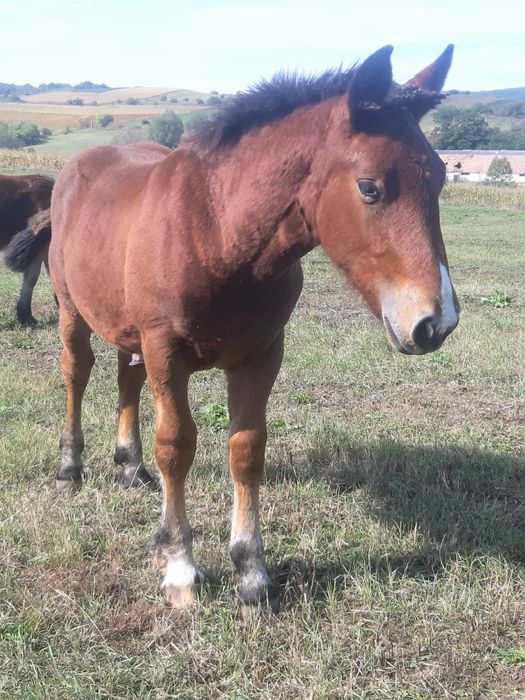 Vând mânji de cate 6luni