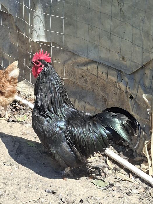 Gaini australorp