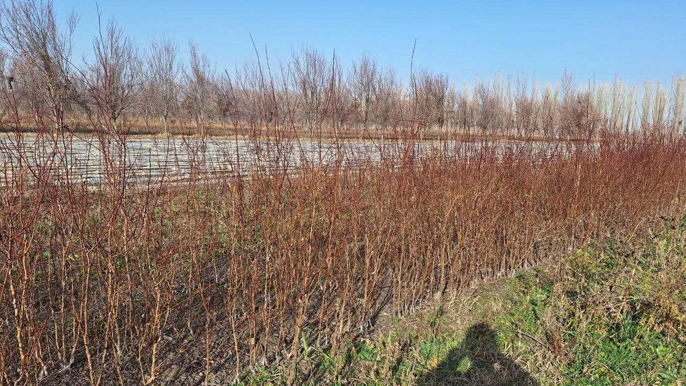 Турли хилдаги мевали дарахтларнинг кучатлари