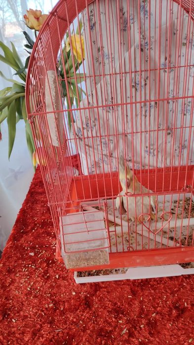 Nimfa femela cu tot cu colivie