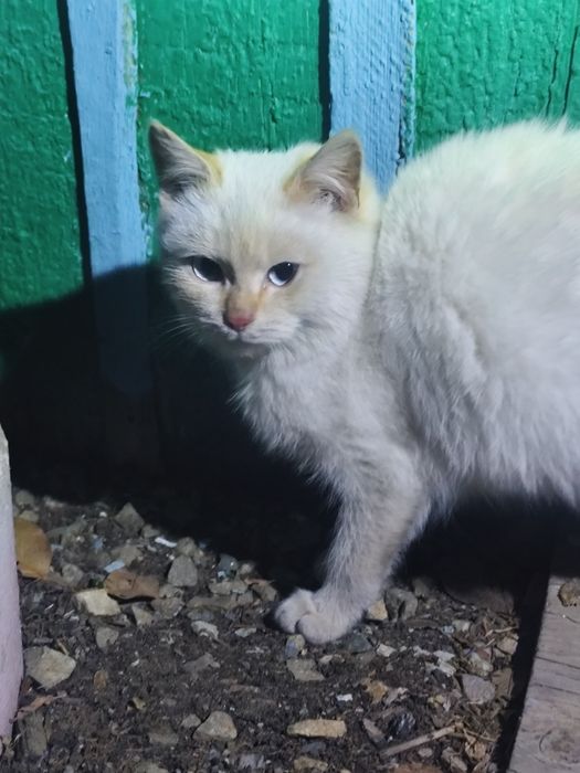 Котик в добрые руки