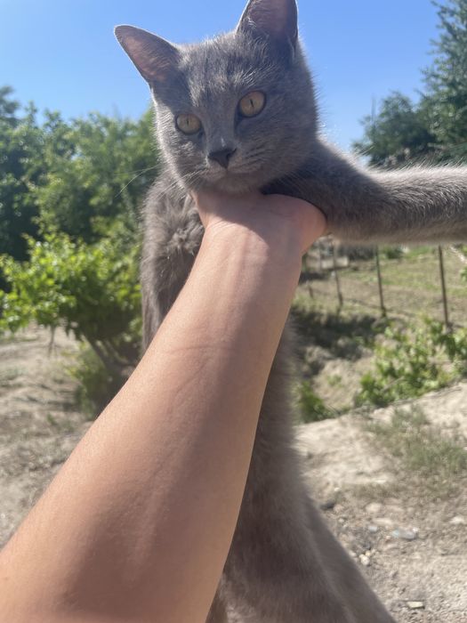 tekinga 4 ta. bolasi ham bor