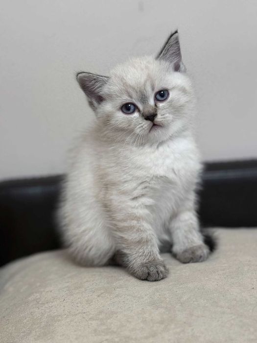 Британски котенца