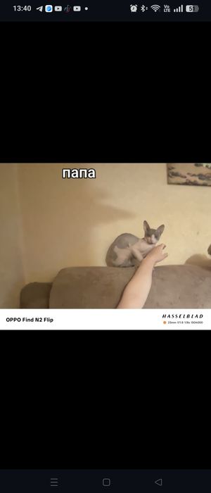 Котята породы сфинкс