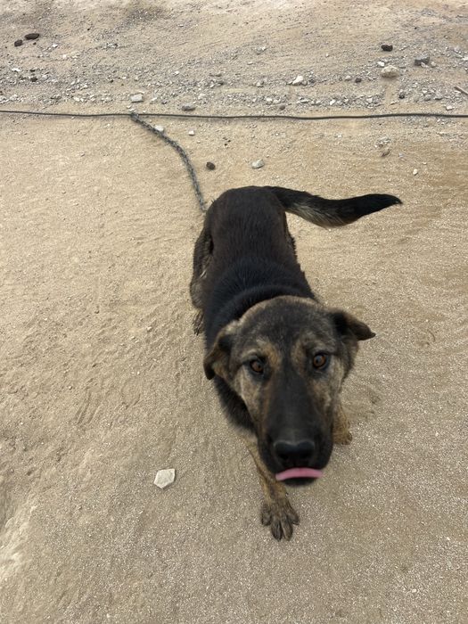 Отдам даром в хорошие руки