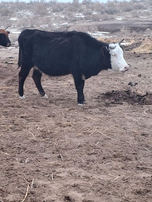 Буаздары бар бәрін алғанға сауда бар