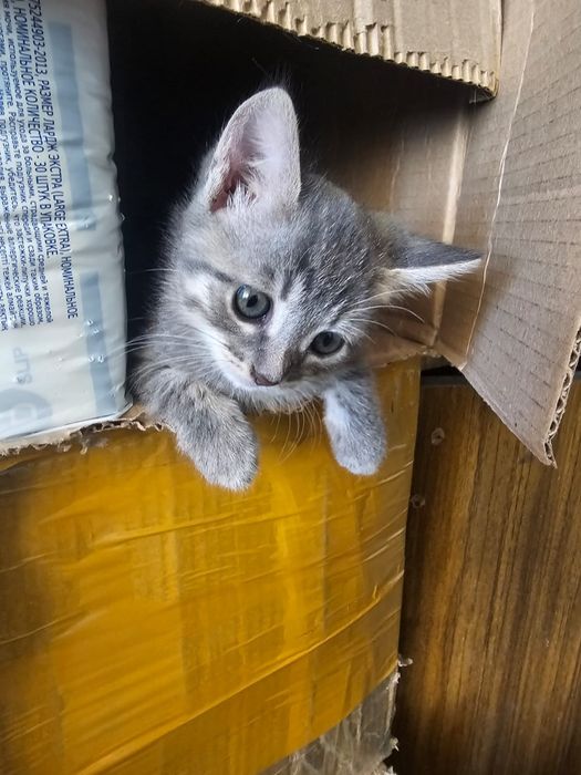 Отдам котят в добрые руки