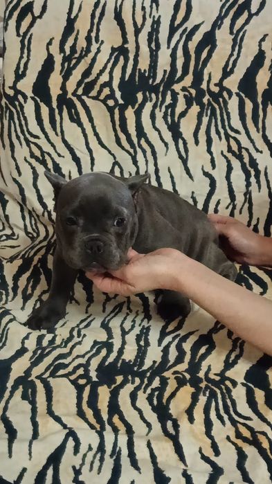 Девочка Булли продам