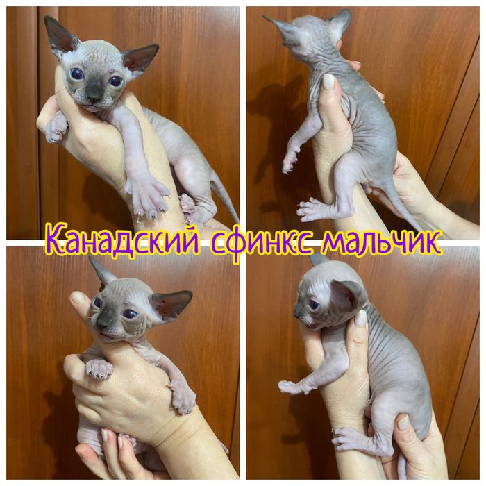 Эльфы,мини бамбино,сфинкс,двельф