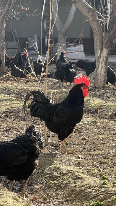 Qora shahzoda tovuq ,juda va xoʻrozlari