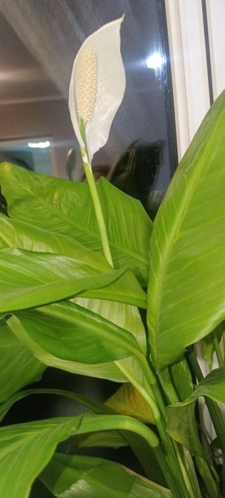 Женское счастье ( белые)