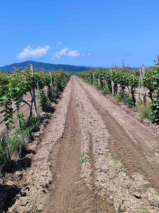 Продава се Земеделски имот в София, Челопечене -  кв.м за 2550 €/дка - Снимка #17