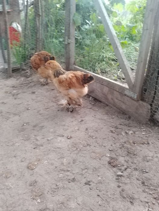 Puii Brahma , Moțată olandeză, și puii de găină de casă.