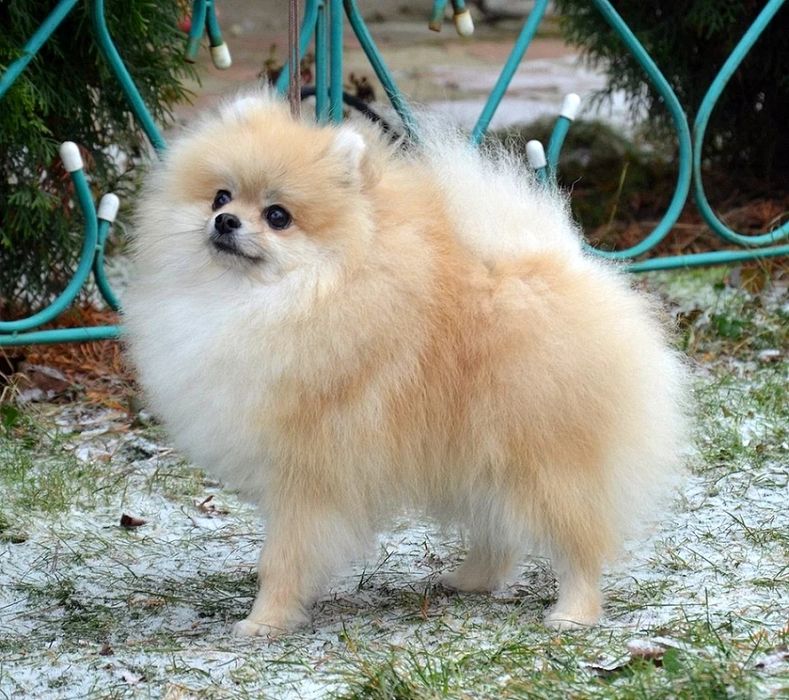 По.щенков шпица девочка и мальчик 2 мес.