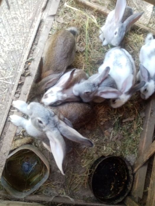 Qoyon bolalari sotiladi 5 oylik