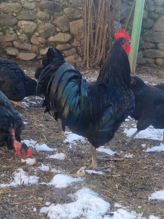 Oua de incubat găina