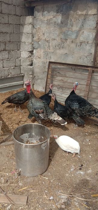 Индюки. Куркетауык.