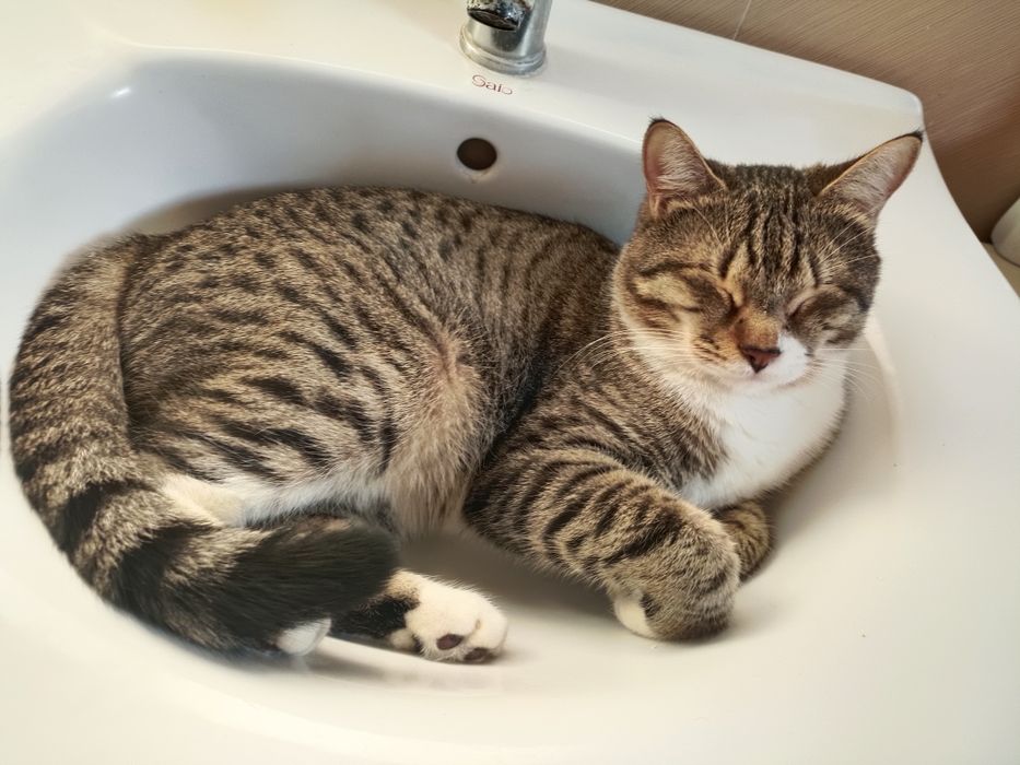 Отдам кота хорошие руки