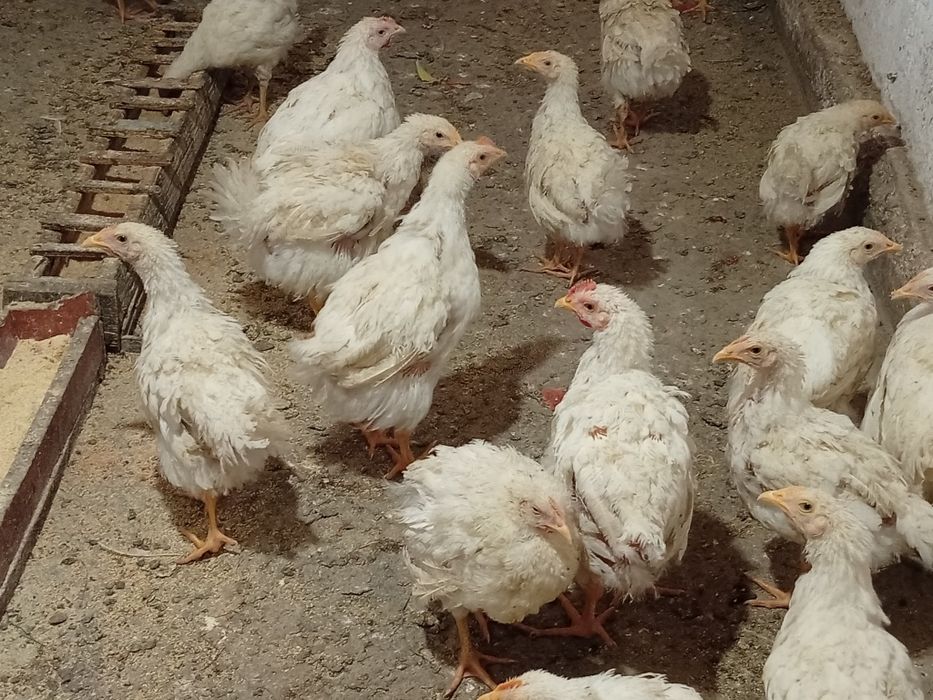 Продам бройлеров