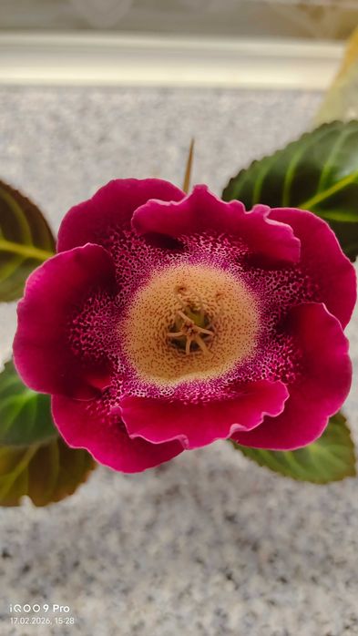 Глоксиния цветущая