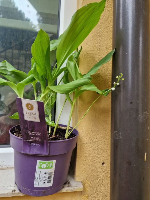 Puieti de tuia diferite marimi,smochin,tufa de coacaze,lacramioare