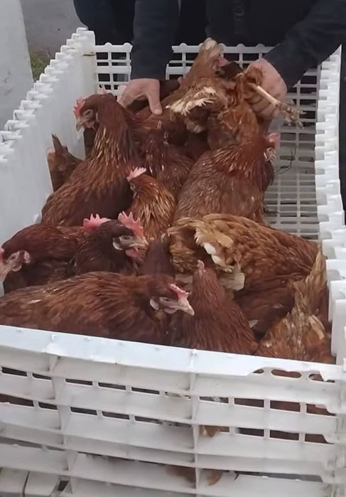 Găinii roșii outoare