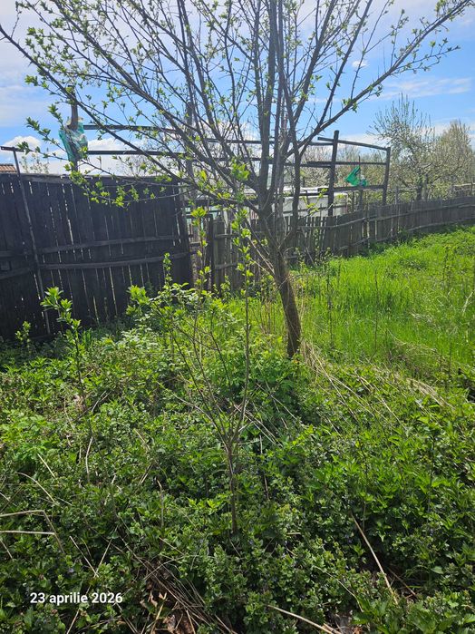 Iarba de vanzare in Pietrosani Arges si Domnesti si urzici. Pruni, meri, nuci micuti sau mari pentru plantat in gradini. Rugi de mure si zmeura.